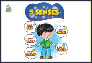 5 Senses (Display Board)