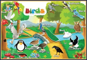 Birds (Display Board)