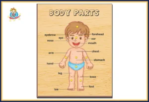 Body Parts Boy