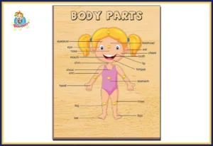 Body Parts Girl